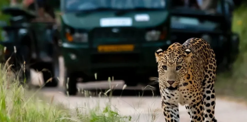 leopard-safari-jaipur-1-1024×802